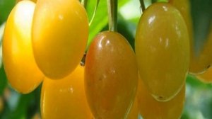 Желтая черешня