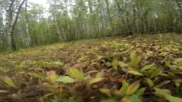 Сбор белых грибов после ночного дождика. На Оке в августе 2021. Шестая часть. смотреть онлайн