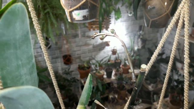 Висячие сады под лампами смотреть онлайн