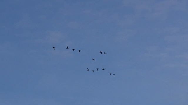 BEST SHOOTING IN DUCK HUNTING 2022. SIBERIA. RART2