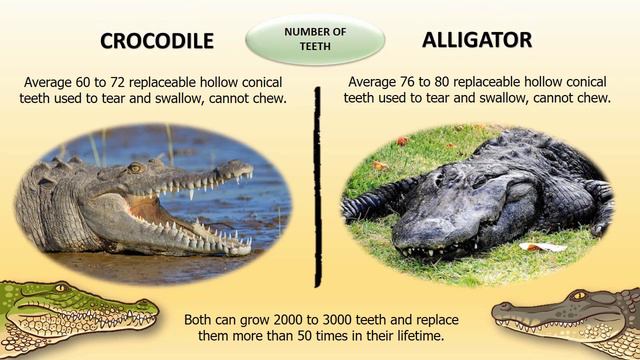 Crocodile vs Alligator 🐊 | Reptiles | Lizards смотреть онлайн