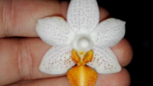 Мои цветущие Орхидейки🌸🌸🌸🌸 смотреть онлайн