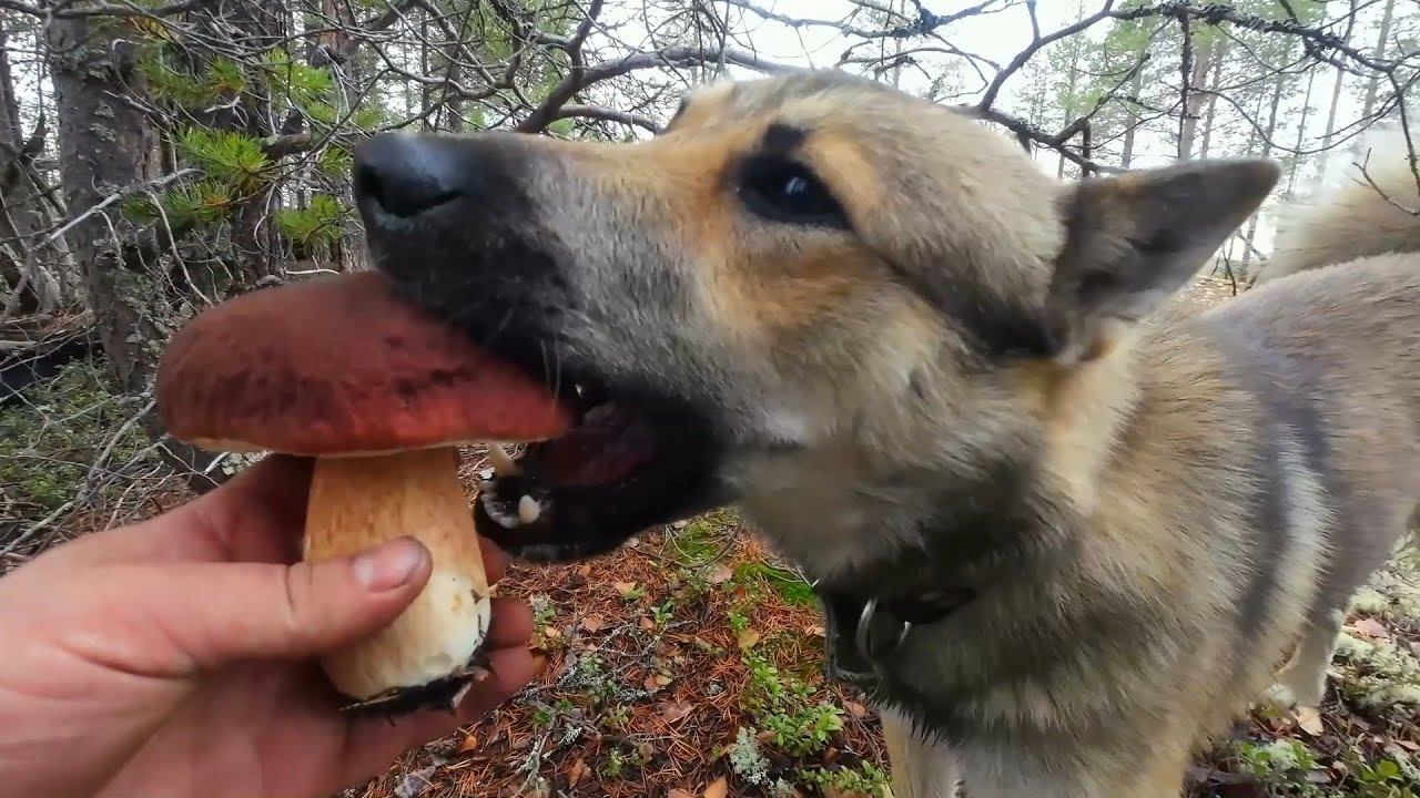 БЕЛЫЕ ГРИБЫ ВЕЗДЕ. ДАЖЕ ПЁС НАЕЛСЯ БОРОВИКОВ. СОБИРАЕМ БЕЛЫЕ ГРИБЫ В КАРЕЛИИ. КРУГОМ ПОЛЯНЫ БЕЛЫХ смотреть онлайн