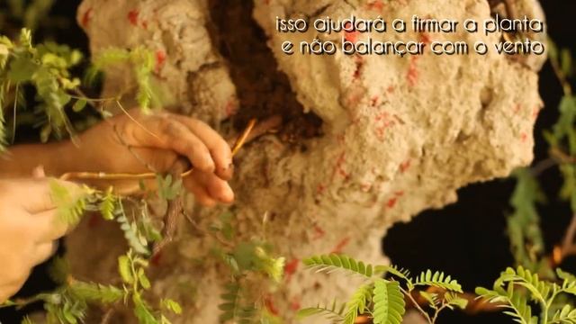 Schwarzenegger - Ishitsuki (Tamarindus Indica) смотреть онлайн