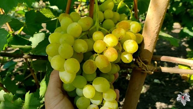Урожай винограда Лора. Как выглядят грозди после их стрижки смотреть онлайн