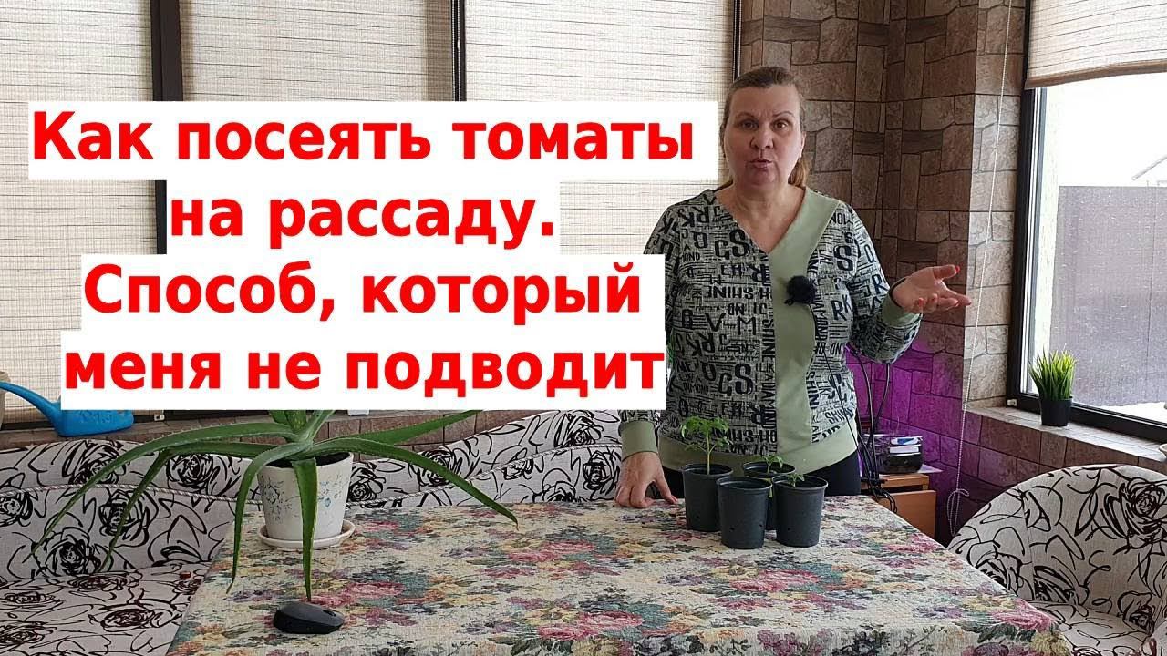 Все о рассаде томатов: как сеять, как правильно ухаживать в первые дни смотреть онлайн
