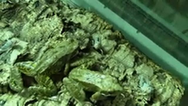 Травяные лягушки VS перелётная саранча смотреть онлайн