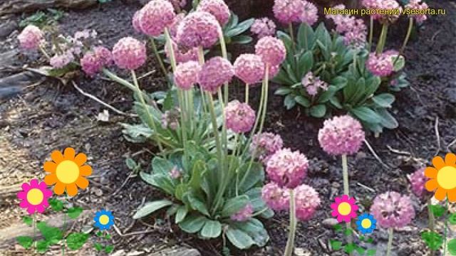 Примула мелкозубчатая Пром Лайлак. Краткий обзор, описание primula denticulata Prom Lilac смотреть онлайн