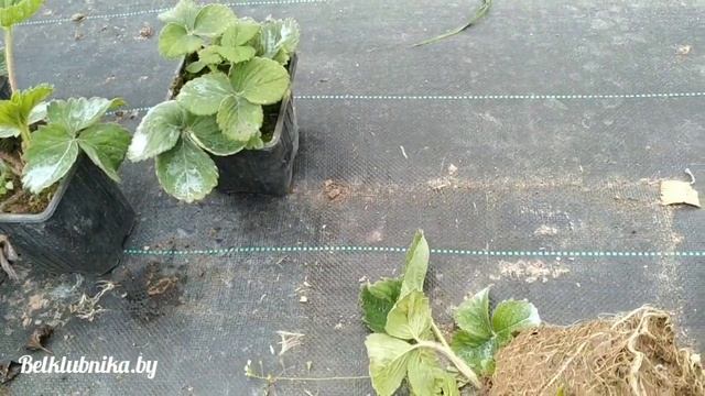 Кассетная рассада клубники. НСД и КСД. Belklubnika.by.mp4 смотреть онлайн