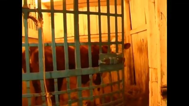 Цыганский Фермер и Коневод смотреть онлайн