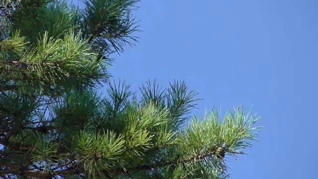 Возрождение здоровых корней зубов Для женщин Настрои академика Сытина Г.Н. смотреть онлайн