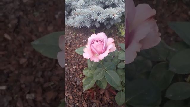 Роза Лавандер Айс 07.19 смотреть онлайн