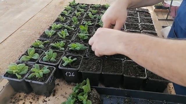 PRO-Новости. Монетизация Ютуба и будущее развитие канала - в наших руках! Пересаживаем Евро не укор смотреть онлайн