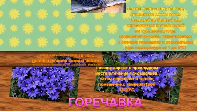 КАКИЕ ЦВЕТЫ НУЖНО ПОСЕЯТЬ НА РАССАДУ В ДЕКАБРЕ И ЯНВАРЕ смотреть онлайн