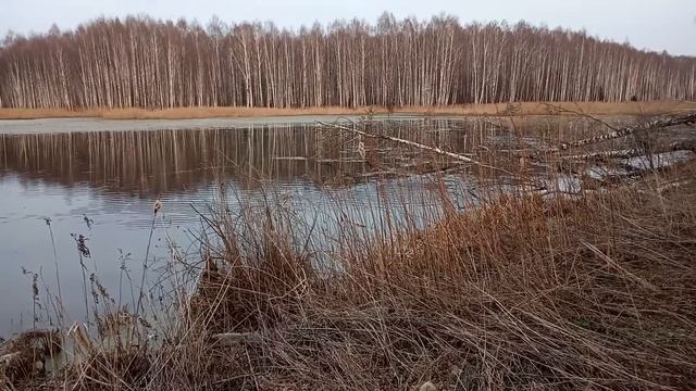 Бобры: брачные игры, или третий получит в грызло))) смотреть онлайн