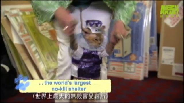 《為貓痴狂》貓咪選美大賽! 香港 9/16 起 (五) 晚間9點 смотреть онлайн