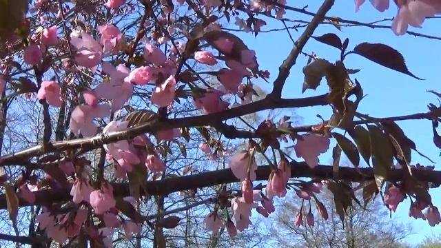 Санкт- Петербург. Крестовский остров. "Цветёт сакура 2018" Прогулки по Петербургу смотреть онлайн