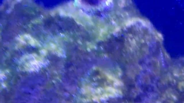 Jebao SOW-20 review in 150g marine aquarium смотреть онлайн