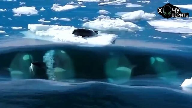 Что пожирает абсолютных морских хищников смотреть онлайн
