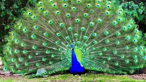 1 апреля - Международный день птиц