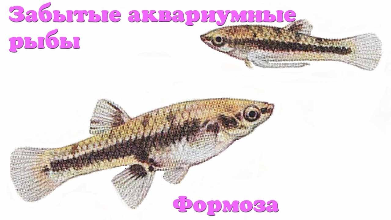 НАНО РЫБКИ ДЛЯ МАЛЕНЬКОГО АКВАРИУМА! АКВАРИУМНАЯ РЫБКА ФОРМОЗА! смотреть онлайн