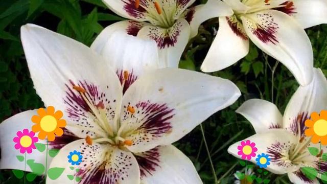 Лилия (Centerfold). Краткий обзор: Лилия описание характеристик, где купить луковицы смотреть онлайн