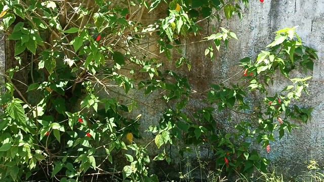 Um Pouco De Vida Da Natureza, Parte 1. Немножко из жизни природы, часть 1.