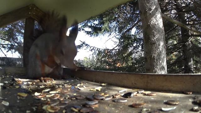 Белка ест арбузные семечки смотреть онлайн