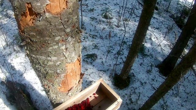 Поход в весенний лес, установка фотоловушки. смотреть онлайн