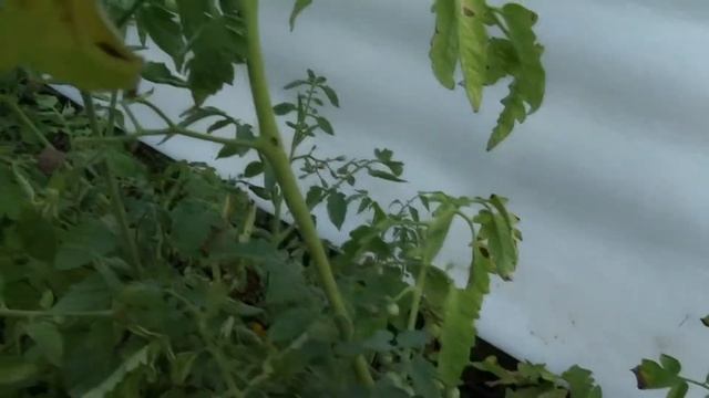 Агриопа паук смотреть онлайн