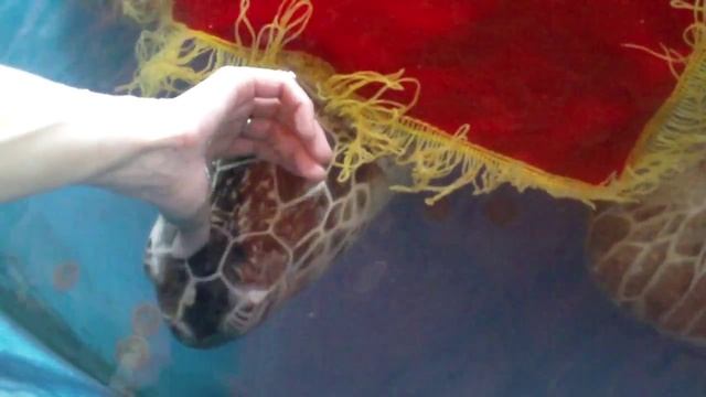 Китай монетная черепаха