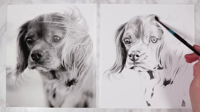 How to Draw Animals with Charcoal | REALISTIC DRAWING TUTORIAL смотреть онлайн