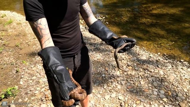 Уссурийский щитомордник. Ядовитые змеи России смотреть онлайн