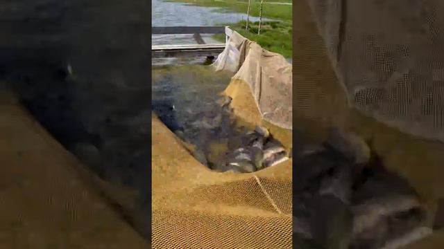 Платная рыбалка, пруд Черноморец 18.05.22. Запуск карпа - 500кг , вес рыбы от 800г и до 1,5кг. смотреть онлайн