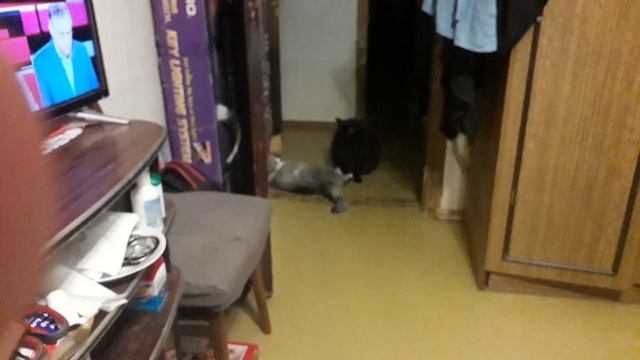 Коты развлекаются!В чем сила, брат? смотреть онлайн