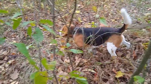 Бигль Jastin  Любимое занятие биглей