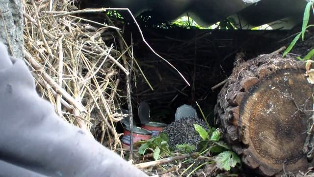 Как мы приручали ежика смотреть онлайн