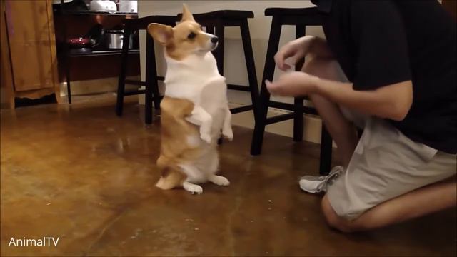 Corgi Compilation! (SUPER CUTE!) смотреть онлайн