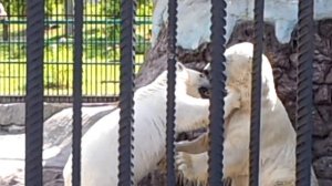 Красноярск зоопарк Роев ручей-2017