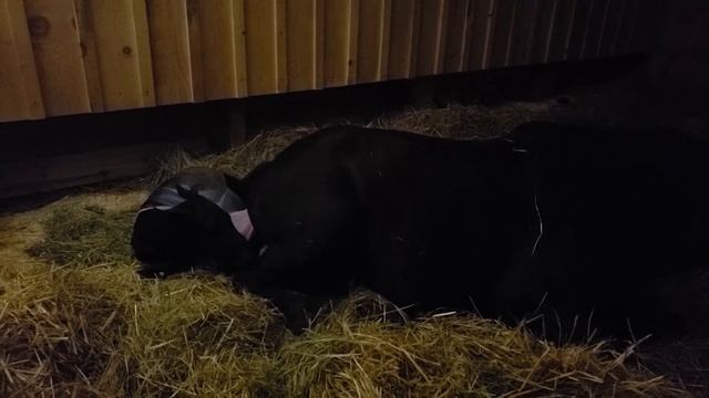 Birth of a Friesian Sport Horse - Kalgren's Pearl, of Marrowback Ridge смотреть онлайн
