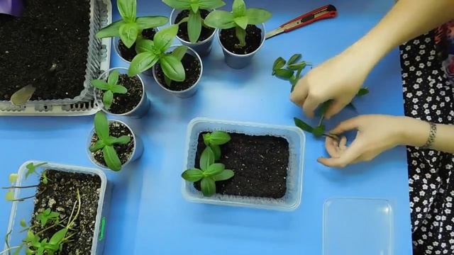 КАК СПАСТИ ПЕРЕРОСШУЮ РАССАДУ ЦИННИИ ! смотреть онлайн