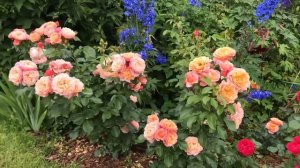 Роза Marie Curie