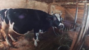 ПРИНИМАЮ РОДЫ У КОРОВЫ В ДЕРЕВНЕ, ДУМАЛ ДВОЙНЯ, А ТАМ!!! МЕЧТА ЛЮБОГО ДЕРЕВЕНСКОГО ФЕРМЕРА!