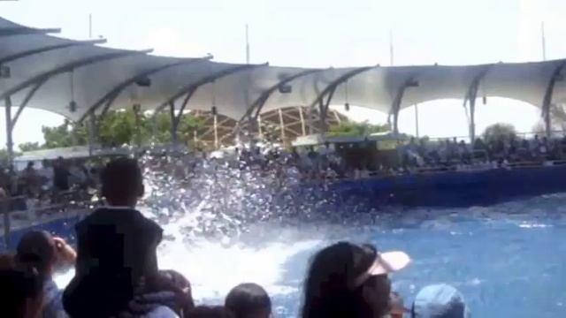 Дельфины. Океанариум в Маями / Dolphins. Miami Seaquarium смотреть онлайн