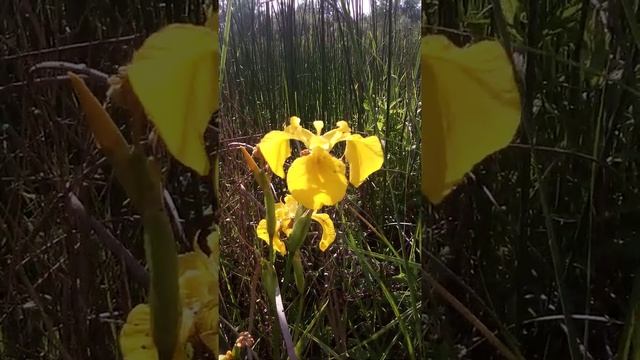 Болотные ирисы (Херсонская область, пос. Днепровское) смотреть онлайн