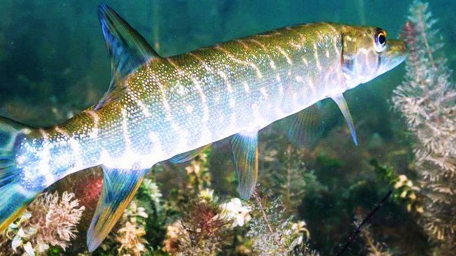 Два дня на реке (2 серия). смотреть онлайн