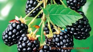 Ежевика обыкновенная Навахо (rubus fruticosa navaho) ? обзор: как сажать, саженцы ежевики Навахо