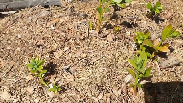 Различие способностей ветвей голубики проводить питание. смотреть онлайн