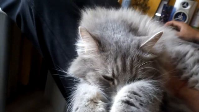Кися спит,она устала... смотреть онлайн