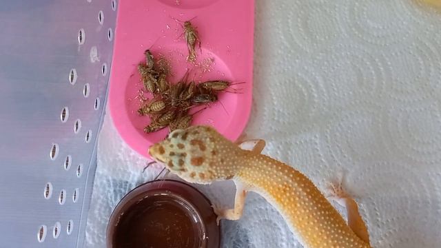 Алиса вкусно покушала и легла отдыхать на тёплый коврик🧡🧡🧡 смотреть онлайн